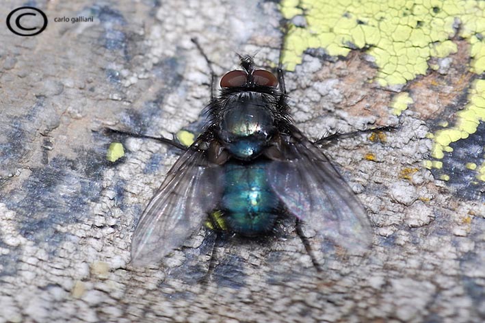 Calliphora vomitoria ?